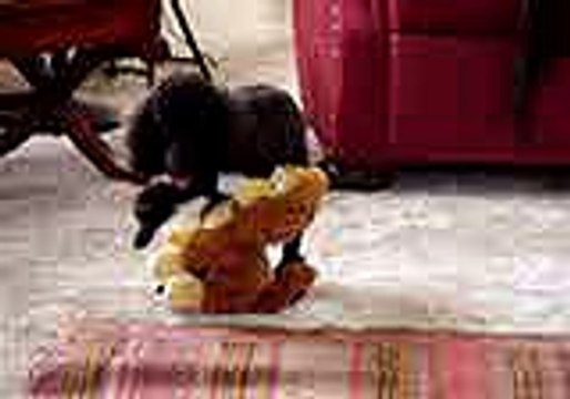 Confused Dog | Funny Clip | Funny Animal