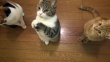 funny animals حيوانات ظريفة 28