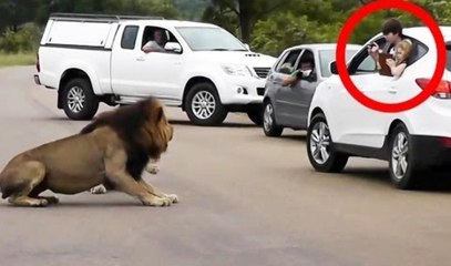 Lion Shows Tourists Why You Must Stay Inside Your Car