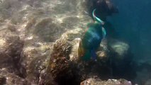 2010 WA trip - Snorkelling Exmouth 1