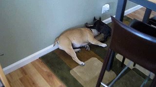 French Bulldog puppy playing with English Bulldog part 2