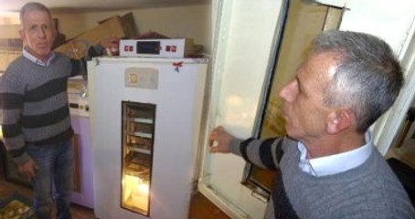 Buzdolabında Civciv Üretiyor