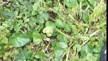 HOW TO; cut a tractor tire in half for a flower bed.