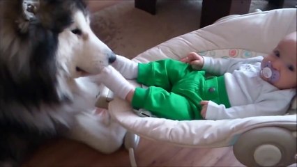 L’adorable complicité d’un malamute d’Alaska et d’un bébé