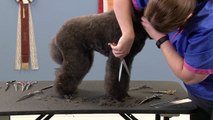 Dog Grooming -  Shears: Straight, Curved & Sizes