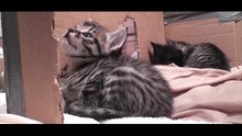 Sous un festival de miaulements des chatons viennent  téter auprès de leur maman…adorable