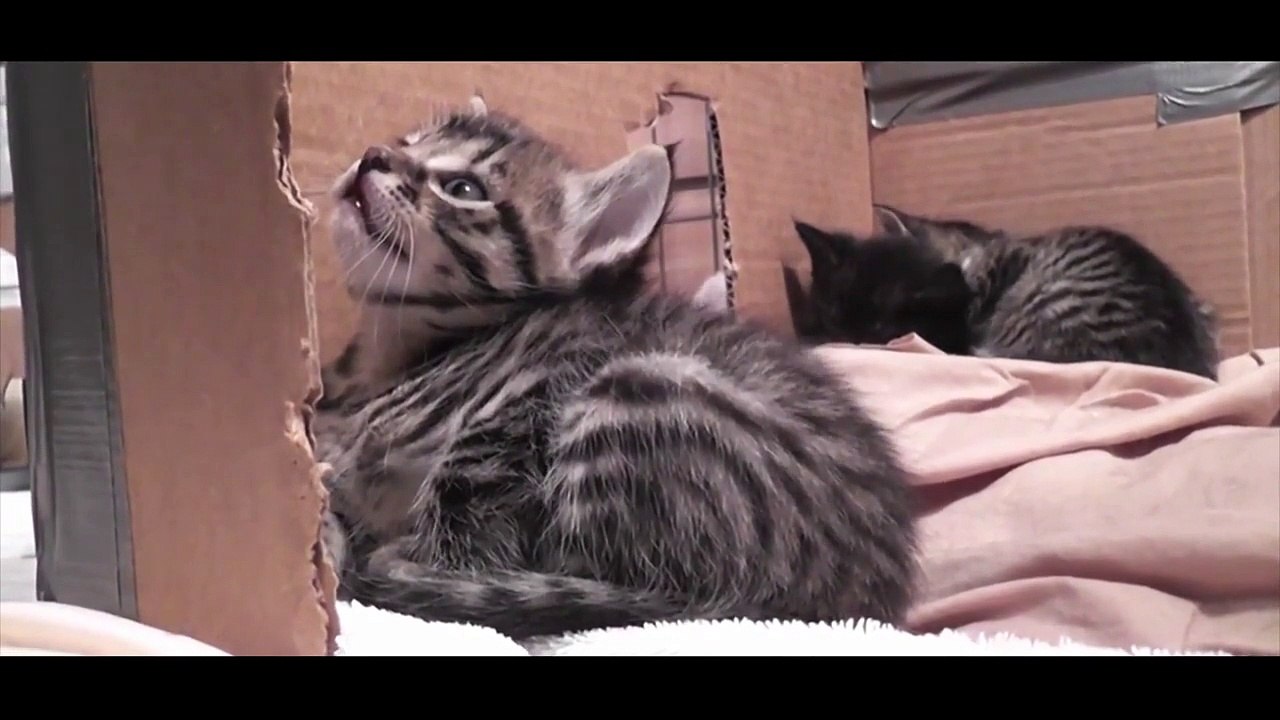 Sous un festival de miaulements des chatons viennent  téter auprès de leur maman…adorable