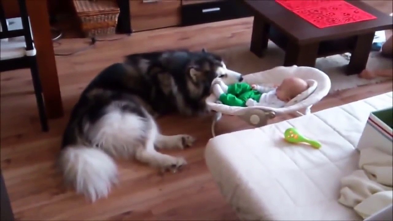 Ce chien malamute d’Alaska s'occupe du bébé de la maison comme si c'etait le sien