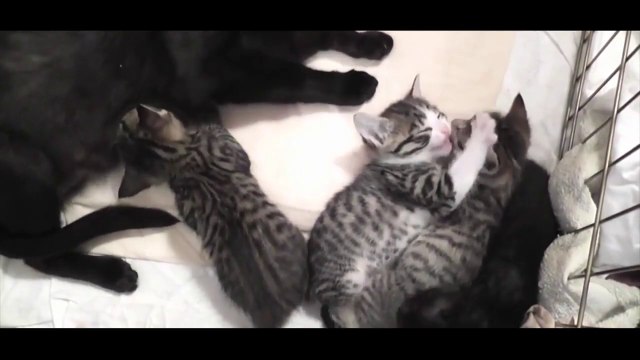 Des chatons viennent téter leur mère et miaulent... trop chou