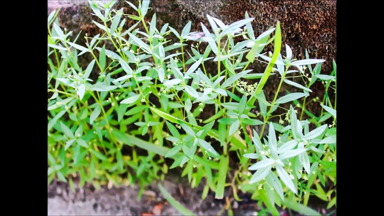 "Vegetation" to live more