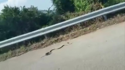 Une maman rat attaque un serpent pour défendre son bébé !