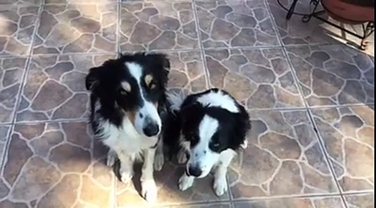 On braque un appareil photo sur eux... Mais la réaction de ces chiens vous fera fondre de tendresse !