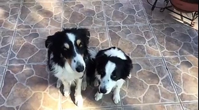 On braque un appareil photo sur eux... Mais la réaction de ces chiens vous fera fondre de tendresse !