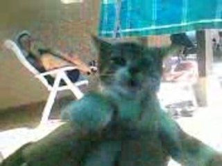 TRUC DE OUF LE CHAT QLIMAX