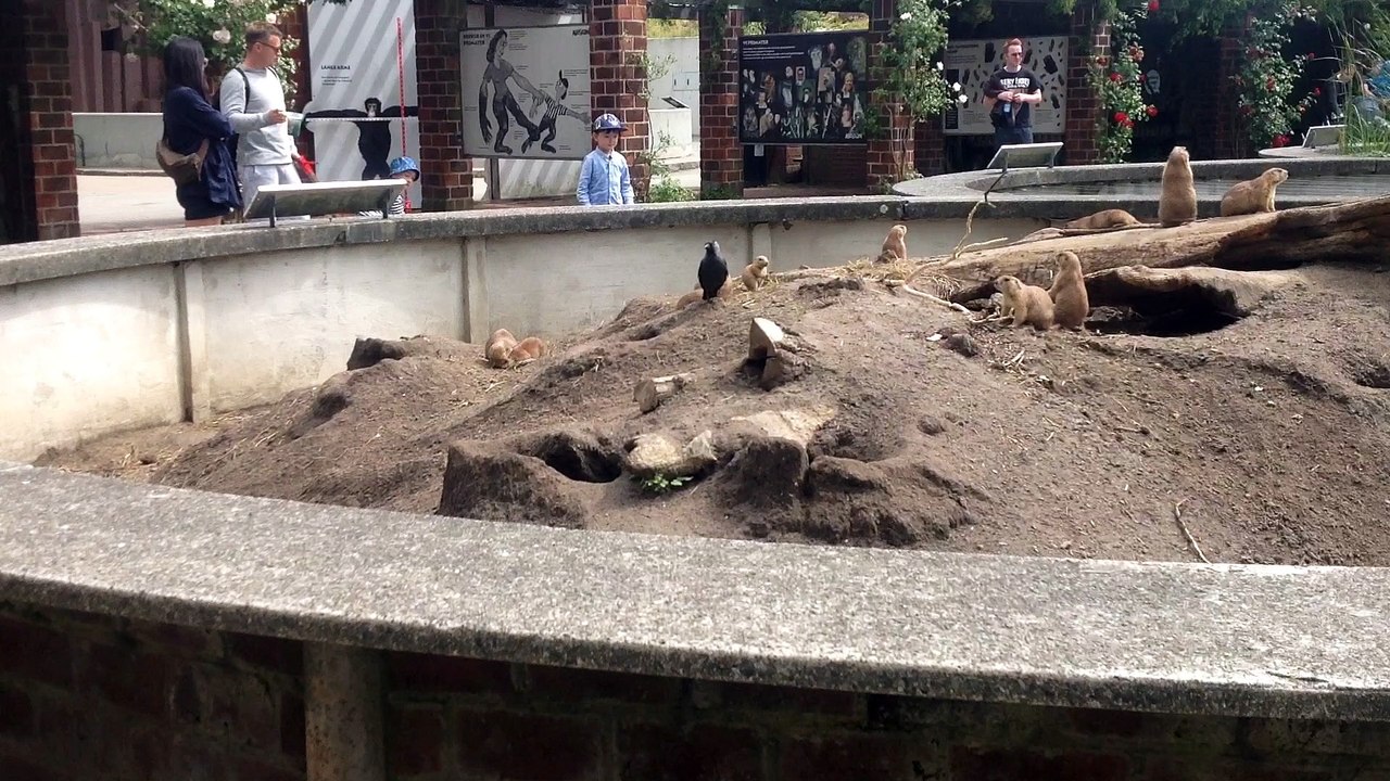 in zoo part 2