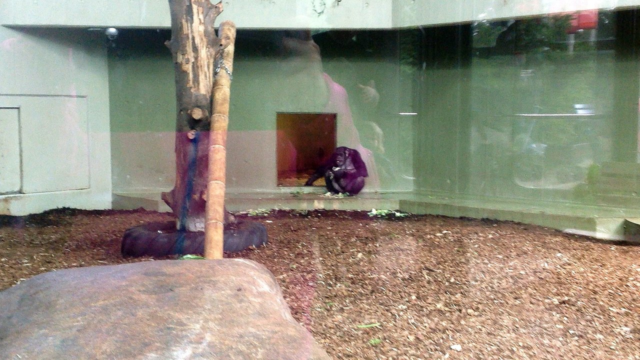 in zoo 8