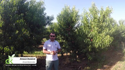 Provedo Extreme July Şeftali Fidanı Tanıtımı - Demirel Kardeşler Fidancılık