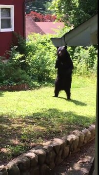 Il filme ce gros ours, quelques secondes plus tard, je n'en crois pas mes yeux!