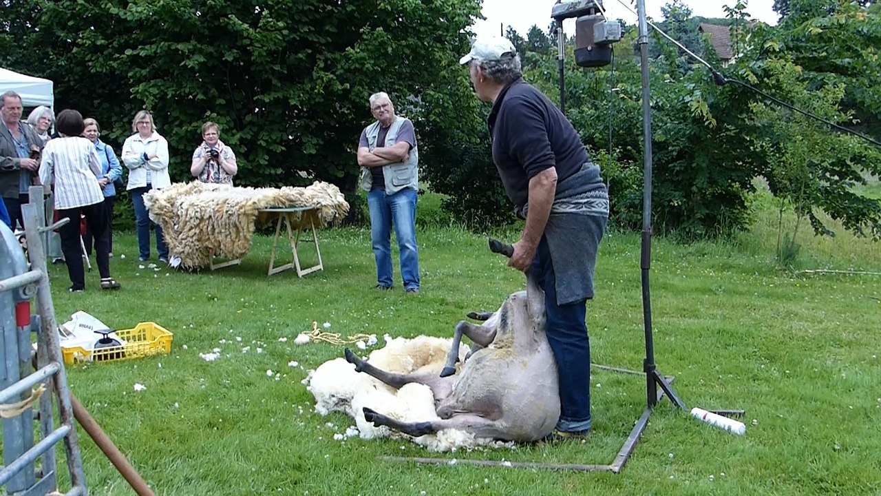 Fête de la laine à Toeufles