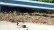 Une maman rat attaque un serpent pour sauver son bébé !