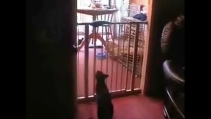 Funniest TOP 5 Cats Suicide (Cats Jump Fail)