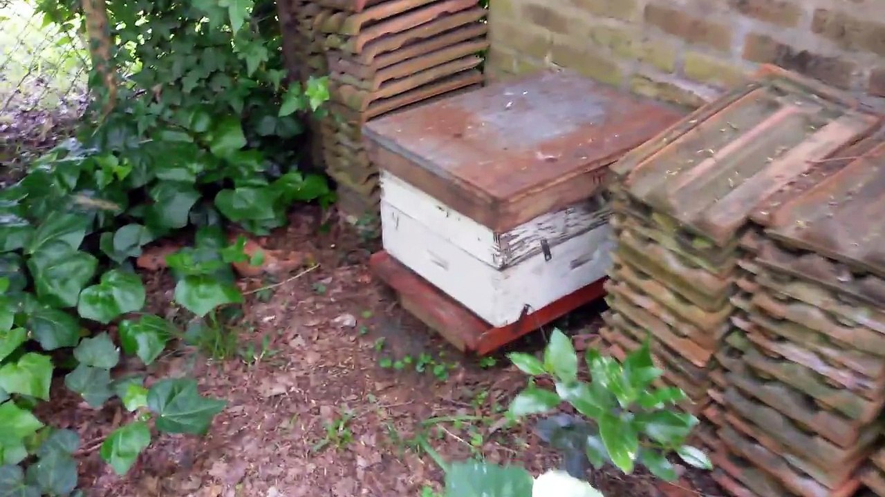 Enjambre Pezcado en Parque Loloir - Castelar - Buenos Aires  - 01-10-15