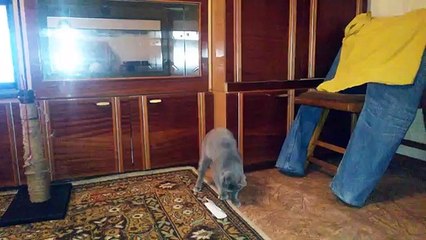 Кошечка играет/Cat plays