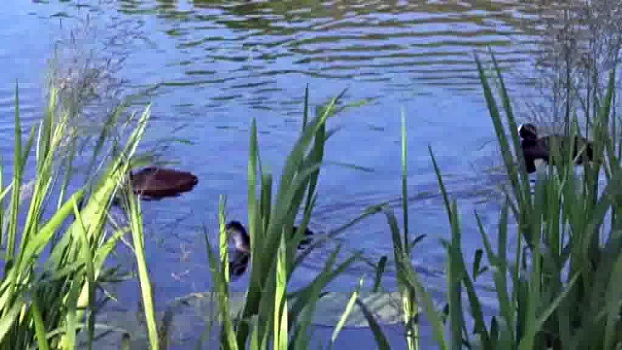 Природа в Клайпеде (Литва)    The nature in Klaipeda (Lithuania)