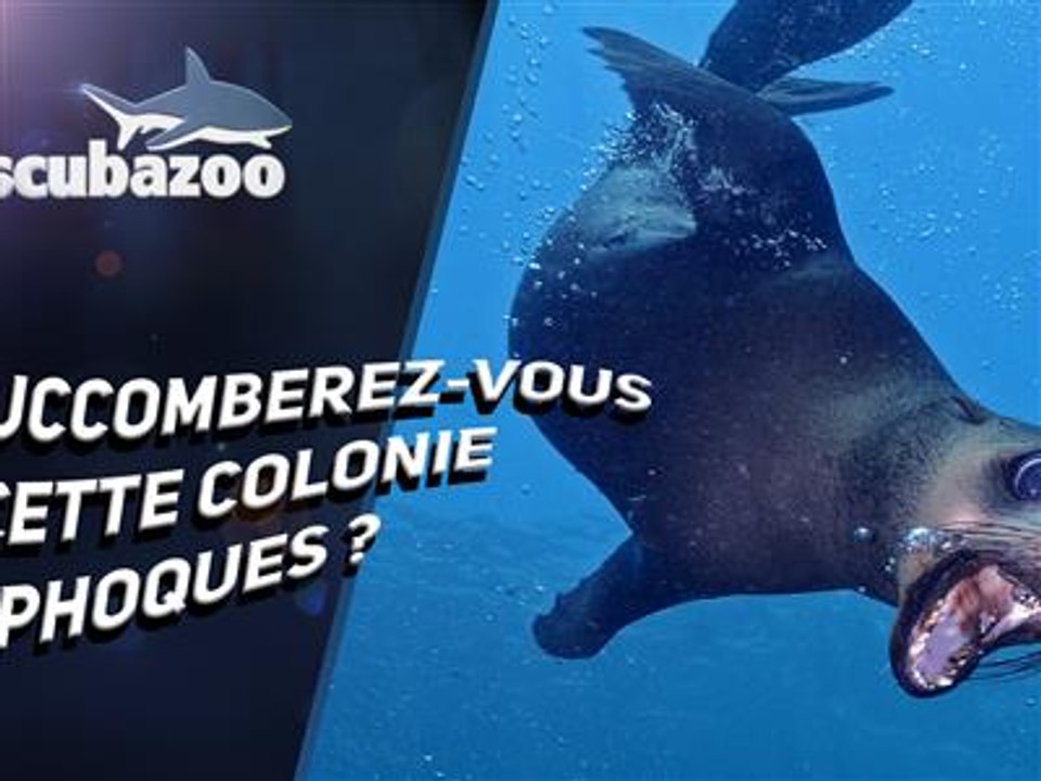 Attaque de phoques, ce plongeur en raffole !