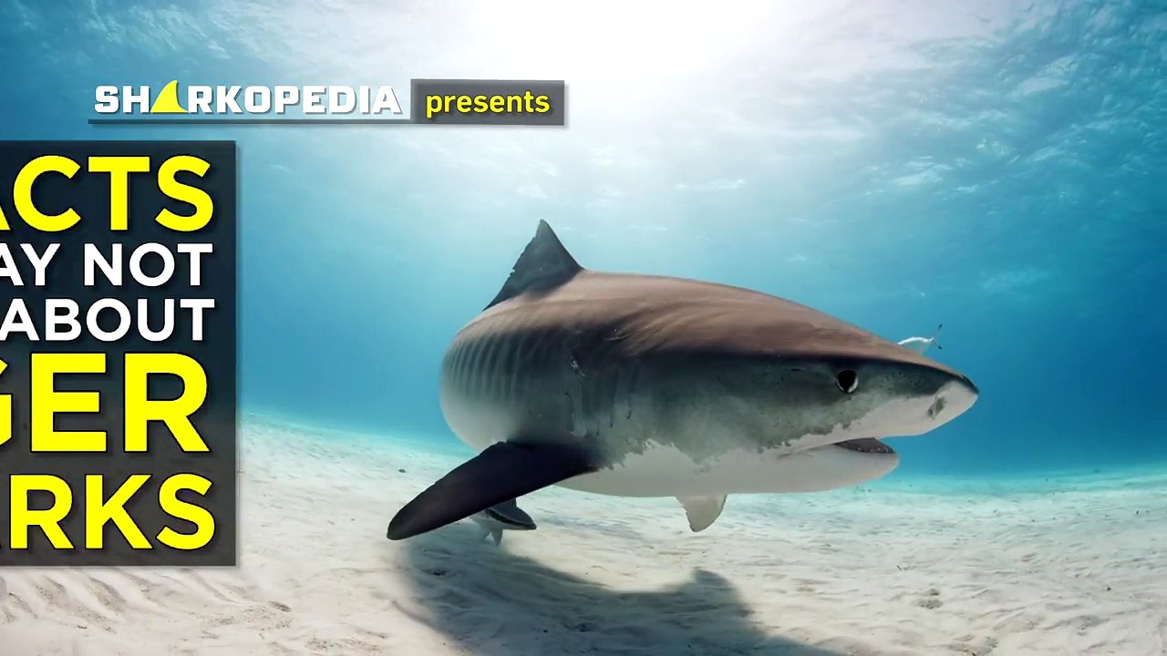 5 Facts You May Not Know About Tiger Sharks