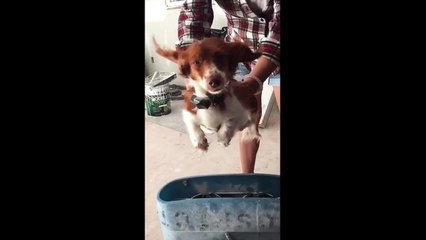 Little Dachshund Looks Like He's Flying in Slow Motion