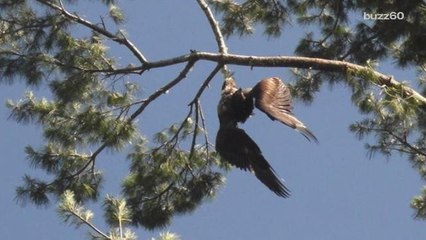 Army Vet Saves Bald Eagle by Shooting it Out of a Tree