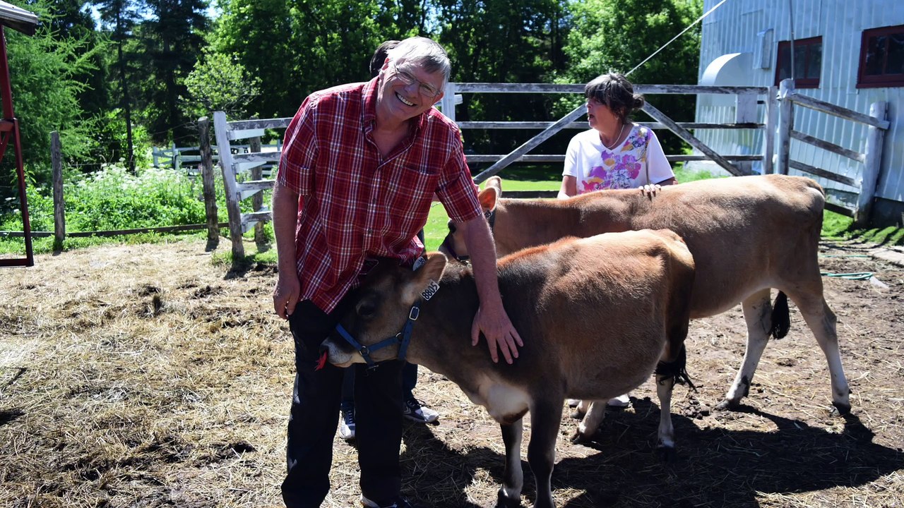 chevaux et vaches miniatures