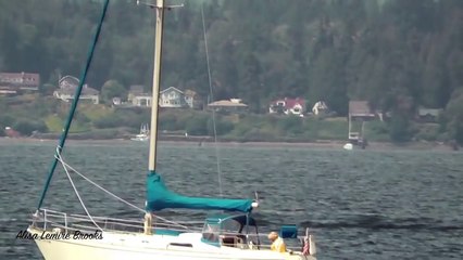 Bigg's/Transients T75Bs & T77s  -  Puget Sound - May 27, 2016