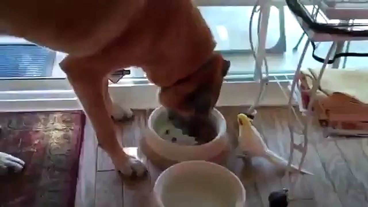 Попугай поёт псу. Смеялся до слез))