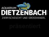 LDA 25 - Pitbull -Herzschlag - my-fish