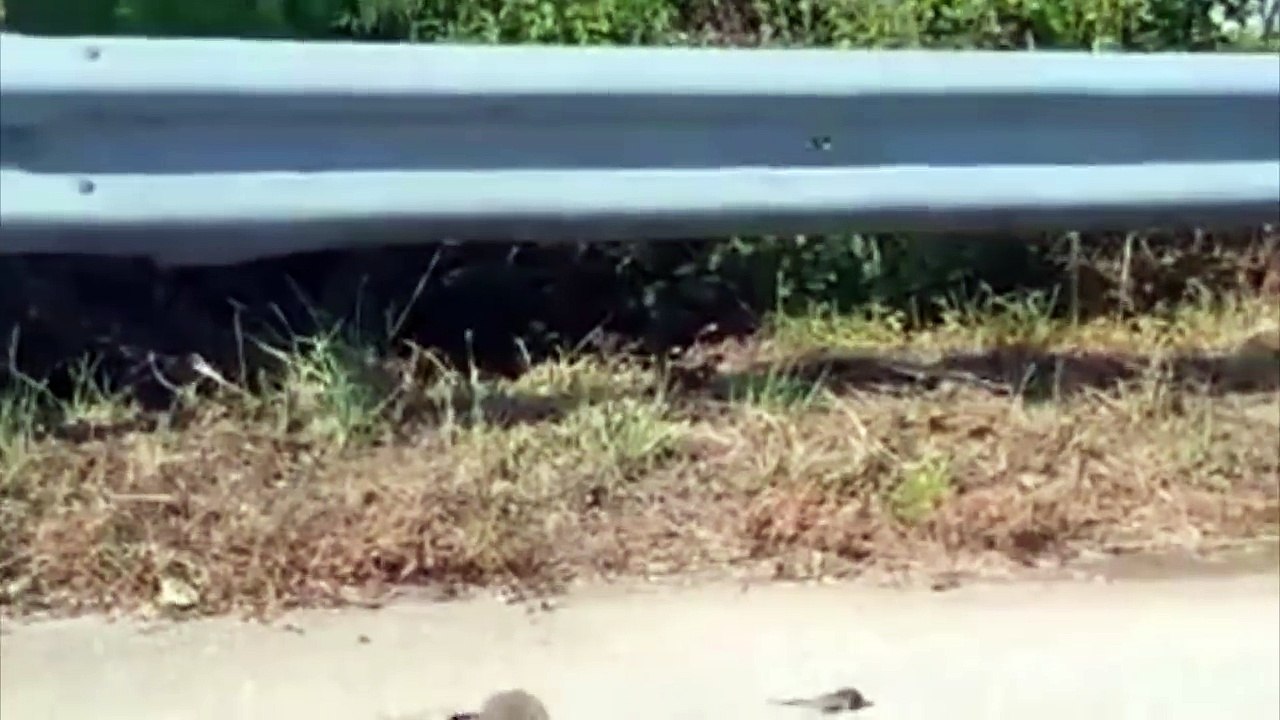 Un rat sauve son bébé de la gueule d'un serpent !