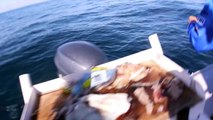 Impressionnant saut hors de l'eau d'un requin pendant une pêche entre amis !