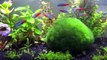 Aqua 12 Gallon Frameless Glass Aquarium Fish Tank - 1080p 5/15/2012