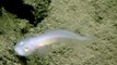 Descubren un pez casi transparente en Las Marianas