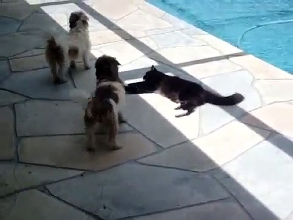 Dispute entre un chat et un chien au bord d'une piscine