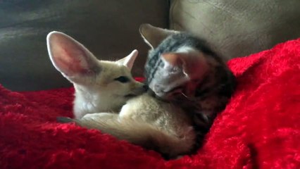 Un chaton et son meilleur pote le fenec
