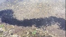 Découvrez le plus grand regroupement de bébés poissons-chats que vous n’avez jamais vu !