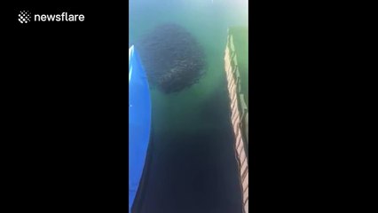 Seal lion hunts school of fish