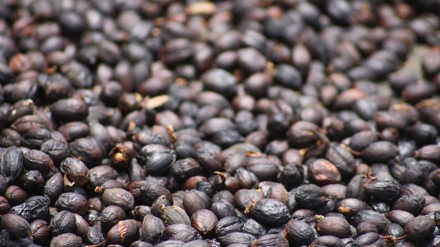 A Fair Planet A Fair Trade - A Grain of Fairness (Extract)