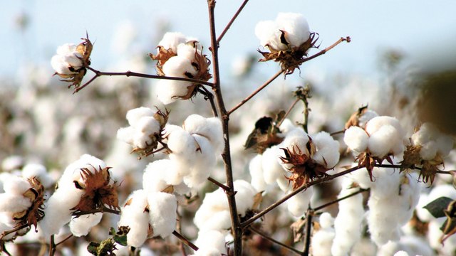 Fair Planet Fair Trade - The Fiber Resistance (Extract)