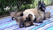 Chiots bergers belges Tervueren - 26 jours