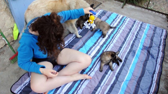 Chiots bergers belges Tervueren - 26 jours