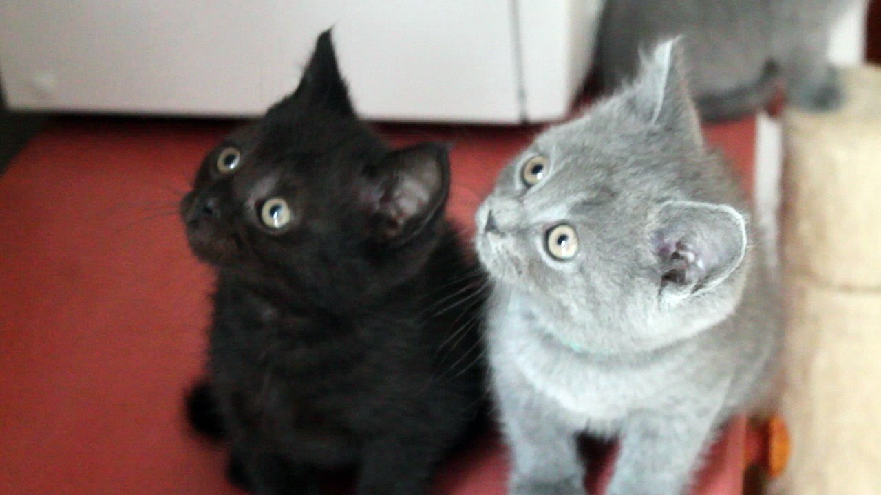 Magnum chaton british shorthair bleu et son frère chocolat