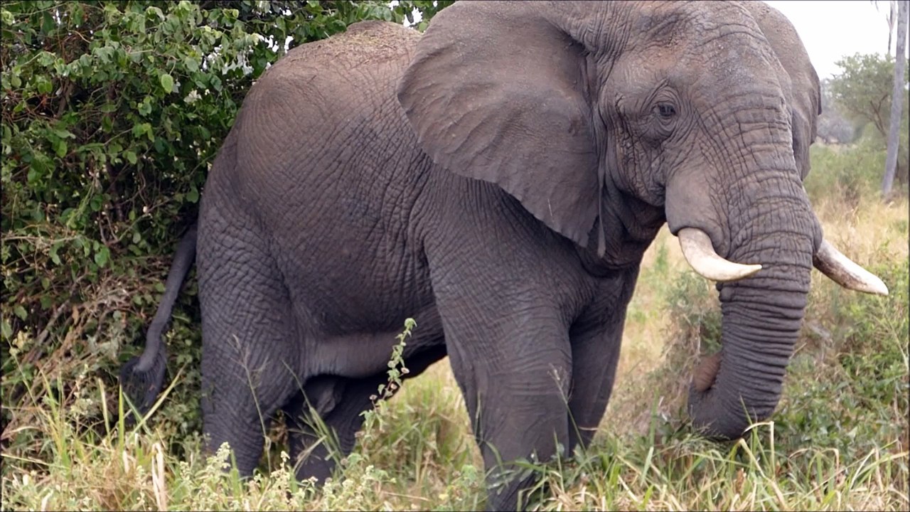 tarangire
